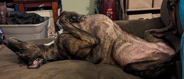 A brindle saluki is laying upside on a couch. 