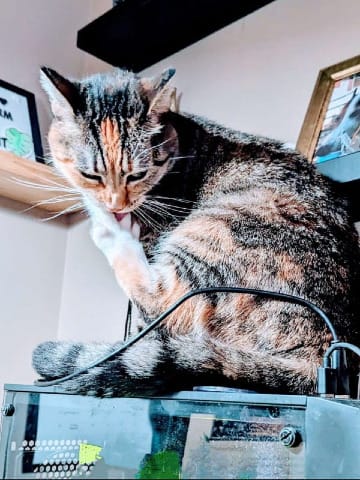 A small torbie cat, sitting on top of a desktop computer, contemplating chaos