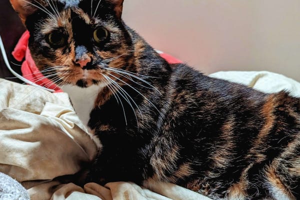 A tortoiseshell cat with yellow eyes that looks slightly frightened.