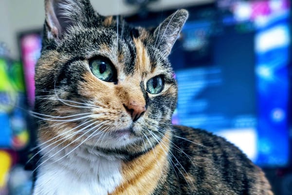 A 13 year old torbie stares out in a challenging manner. 