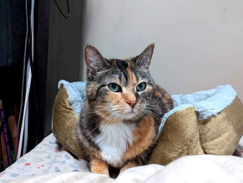 A torbie cat sits in a bed, staring at the viewer. 